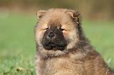 CHOW CHOW 241